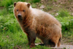 Кущ собаки - рідкісний ліс Кущ собаки - рідкісний ліс